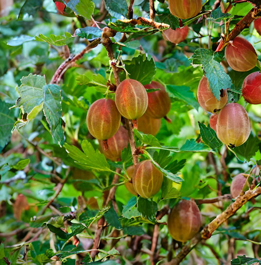 Groseille à maquereau - Poorman (Ribes hirtellum 'Poorman')