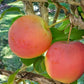Pommier Trailman 