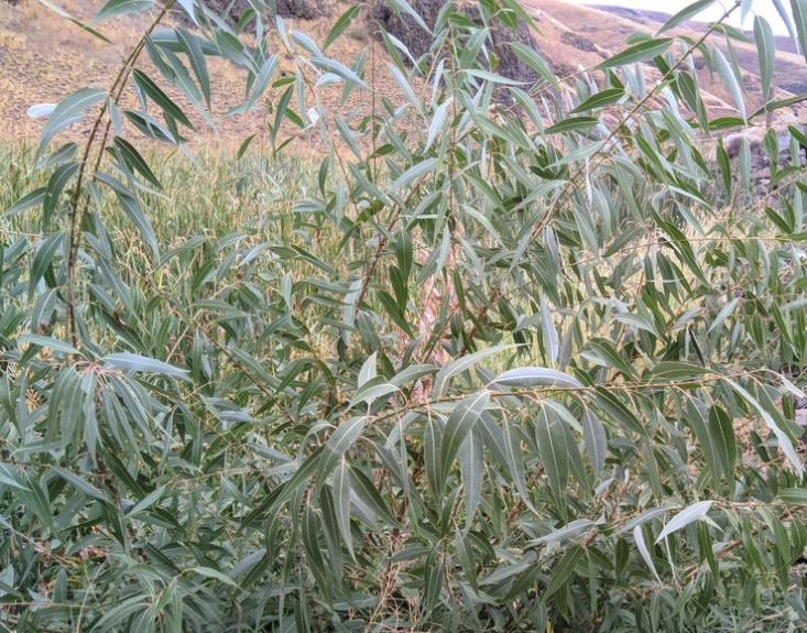 Saule à feuilles de pêcher (Salix amygdaloides) - Boutures de feuillus