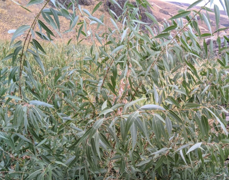 Peachleaf Willow (Salix amygdaloides) - Hardwood Cuttings