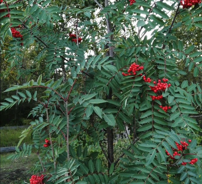 Fresno de montaña americano (Sorbus americana)