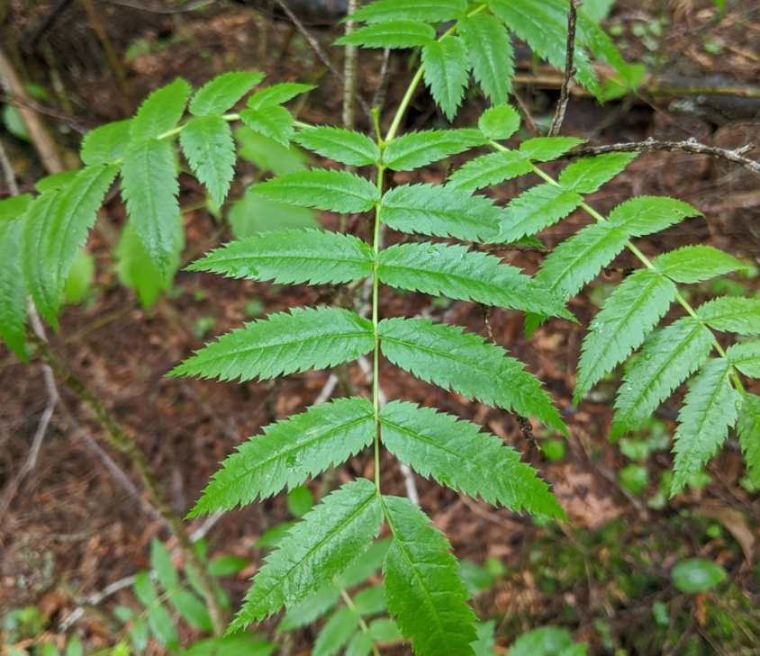 Sorbier d'Amérique (Sorbus americana)