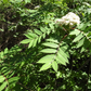 American Mountain Ash (Sorbus americana)