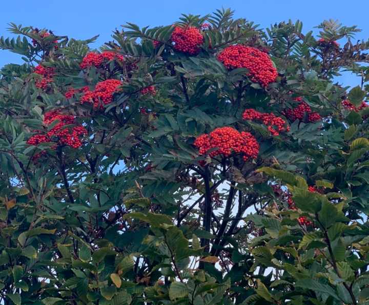 American Mountain Ash (Sorbus americana)