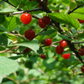 Graines de cerisier de Nankin (Prunus tomentosa) – Cerisier résistant au froid – (Zone 3) – 18 graines