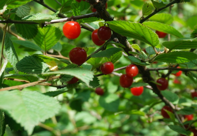 Graines de cerisier de Nankin (Prunus tomentosa) – Cerisier résistant au froid – (Zone 3) – 18 graines