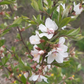 Graines de cerisier de Nankin (Prunus tomentosa) – Cerisier résistant au froid – (Zone 3) – 18 graines