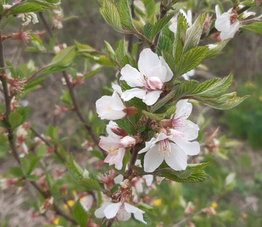 Graines de cerisier de Nankin (Prunus tomentosa) – Cerisier résistant au froid – (Zone 3) – 18 graines