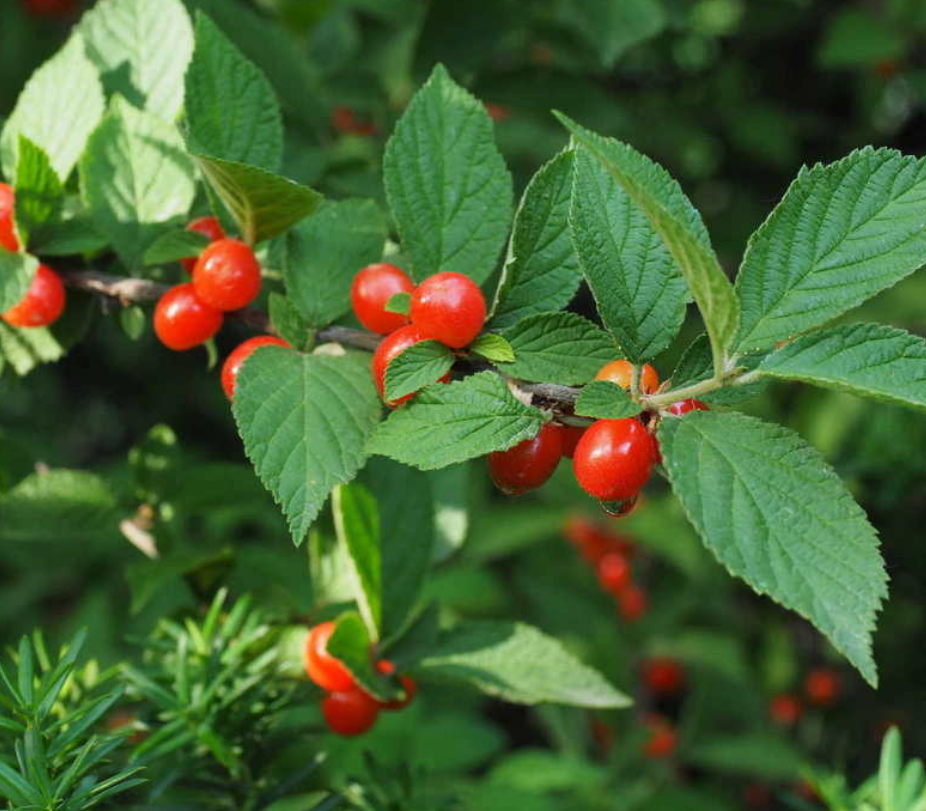 Nanking Cherry Seeds (Prunus tomentosa)  - Cold Hardy Cherry Tree - (Zone 3) - 18 Seeds
