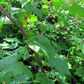 Grosella Negra (Ribes nigrum) - Perenne - Berry Bush - Zona 3 - Más de 200 semillas