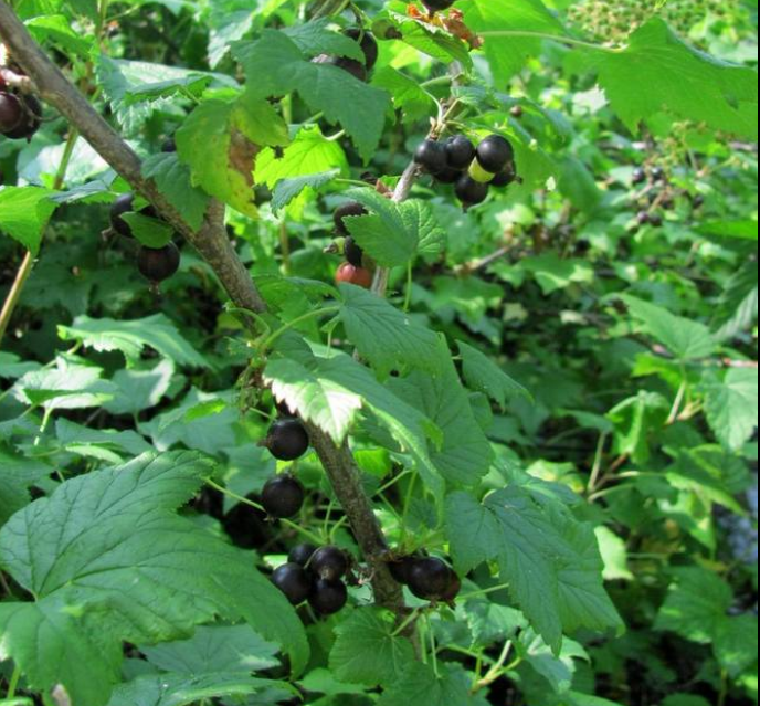 Grosella Negra (Ribes nigrum) - Perenne - Berry Bush - Zona 3 - Más de 200 semillas
