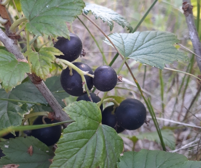 Black Currant (Ribes nigrum) - Perennial - Berry Bush - Zone 3 - 200+ Seeds