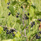 Grosella Negra (Ribes nigrum) - Perenne - Berry Bush - Zona 3 - Más de 200 semillas