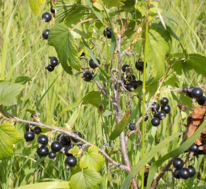 Grosella Negra (Ribes nigrum) - Perenne - Berry Bush - Zona 3 - Más de 200 semillas