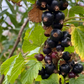 Grosella Negra (Ribes nigrum) - Perenne - Berry Bush - Zona 3 - Más de 200 semillas
