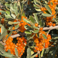 Silver Buffaloberry (Shepherdia argentea) - Variedad de fruta amarilla - Más de 100 semillas