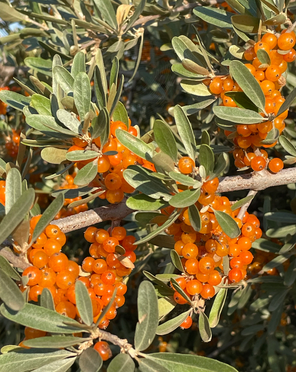 Silver Buffaloberry (Shepherdia argentea) - Yellow Fruit Variety - 100+ Seeds