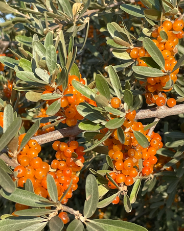 Yellow Fruited Silver Buffaloberry Seeds