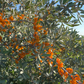 Silver Buffaloberry (Shepherdia argentea) - Variedad de fruta amarilla - Más de 100 semillas