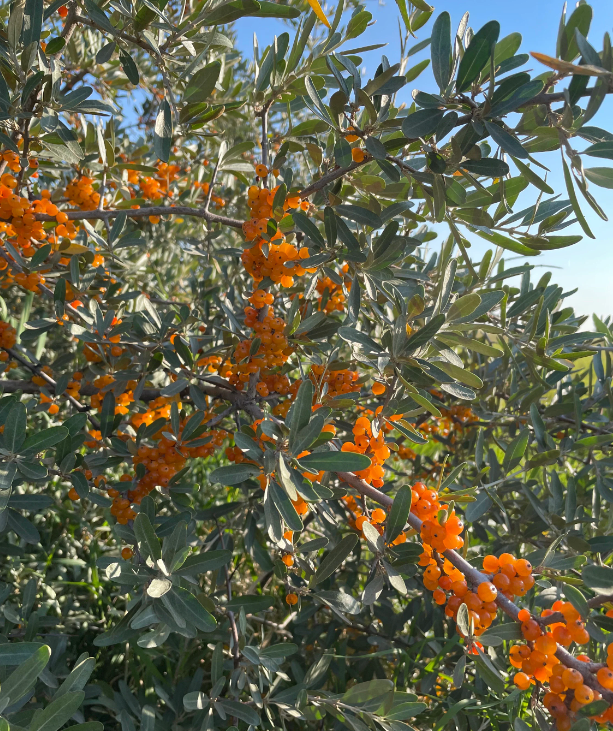 Silver Buffaloberry (Shepherdia argentea) - Yellow Fruit Variety - 100+ Seeds