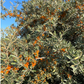 Silver Buffaloberry (Shepherdia argentea) - Variedad de fruta amarilla - Más de 100 semillas