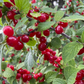 Cerisier de Nankin (Prunus tomentosa)
