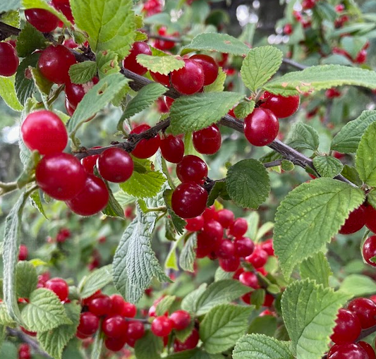 Graines de cerisier de Nankin (Prunus tomentosa) – Cerisier résistant au froid – (Zone 3) – 18 graines