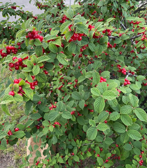 Nanking Cherry Seeds (Prunus tomentosa)  - Cold Hardy Cherry Tree - (Zone 3) - 18 Seeds