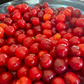 Semillas de cereza ácida (Prunus x kerrasis) - Cerezo resistente al frío (Zona 3) - 15 semillas