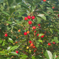 Semillas de cereza ácida (Prunus x kerrasis) - Cerezo resistente al frío (Zona 3) - 15 semillas