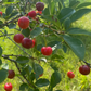 Semillas de cereza ácida (Prunus x kerrasis) - Cerezo resistente al frío (Zona 3) - 15 semillas