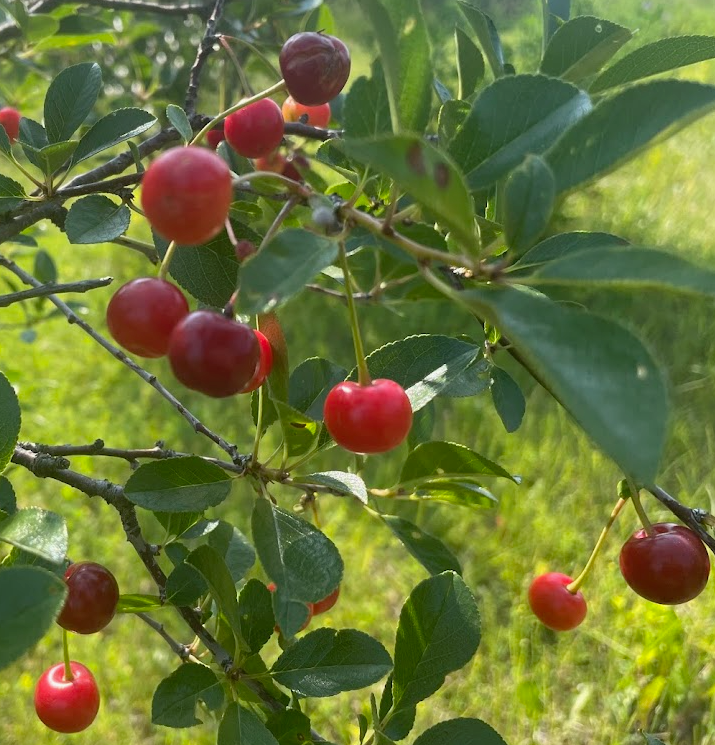 Sour Cherry Seeds (Prunus x kerrasis)  - Cold Hardy Cherry Tree - (Zone 3) - 15 Seeds