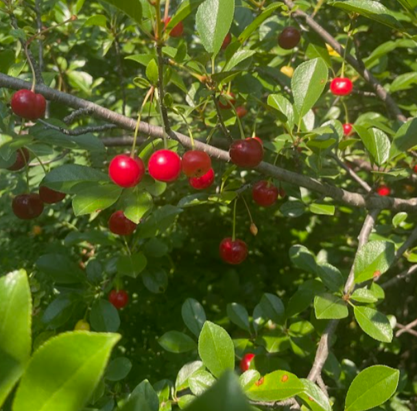 Sour Cherry Seeds (Prunus x kerrasis)  - Cold Hardy Cherry Tree - (Zone 3) - 15 Seeds