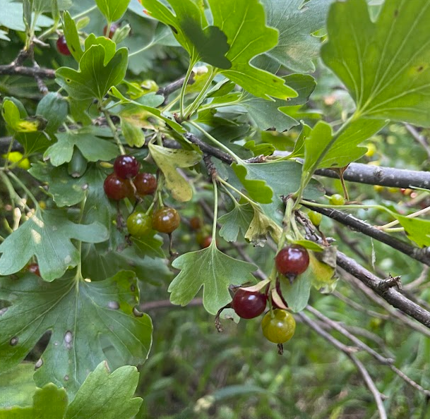 Clove Currant (Ribes odoratum) - Perennial - Berry Bush - Zone 3 - 50+ Seeds