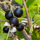 Ben Conan Black Currant (Ribes nigrum)