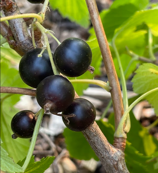 Ben Conan Black Currant (Ribes nigrum)