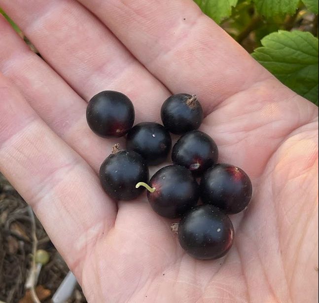 Ben Conan Black Currant (Ribes nigrum)