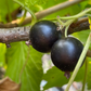 Ben Conan Black Currant (Ribes nigrum)