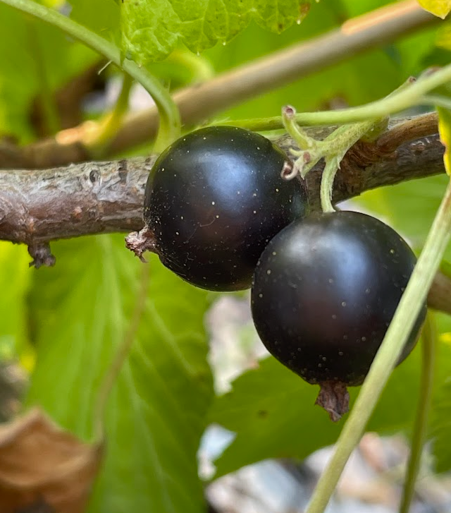 Ben Conan Black Currant (Ribes nigrum)