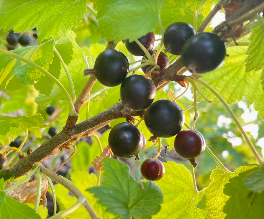 Ben Sarek Black Currant (Ribes nigrum)