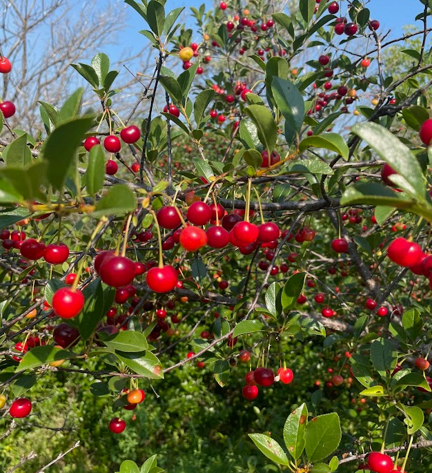 Sour Cherry Seeds (Prunus x kerrasis)  - Cold Hardy Cherry Tree - (Zone 3) - 15 Seeds