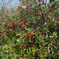 Semillas de cereza ácida (Prunus x kerrasis) - Cerezo resistente al frío (Zona 3) - 15 semillas