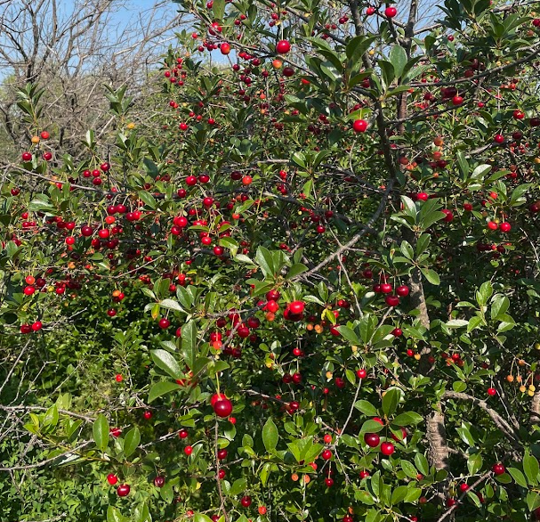 Sour Cherry Seeds (Prunus x kerrasis)  - Cold Hardy Cherry Tree - (Zone 3) - 15 Seeds