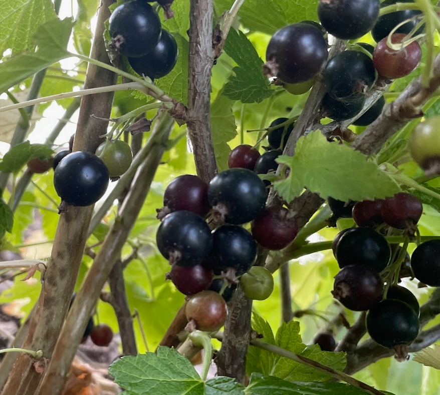 Grosella Negra Ben Sarek (Ribes nigrum)