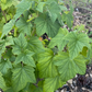 Ben Conan Black Currant (Ribes nigrum)