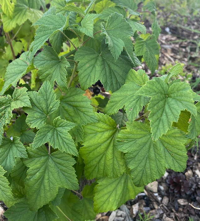 Ben Conan Black Currant (Ribes nigrum)