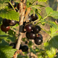 Grosella Negra (Ribes nigrum) - Perenne - Berry Bush - Zona 3 - Más de 200 semillas