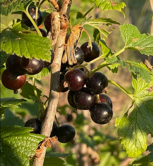 Grosella Negra (Ribes nigrum) - Perenne - Berry Bush - Zona 3 - Más de 200 semillas