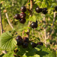 Grosella Negra (Ribes nigrum) - Perenne - Berry Bush - Zona 3 - Más de 200 semillas