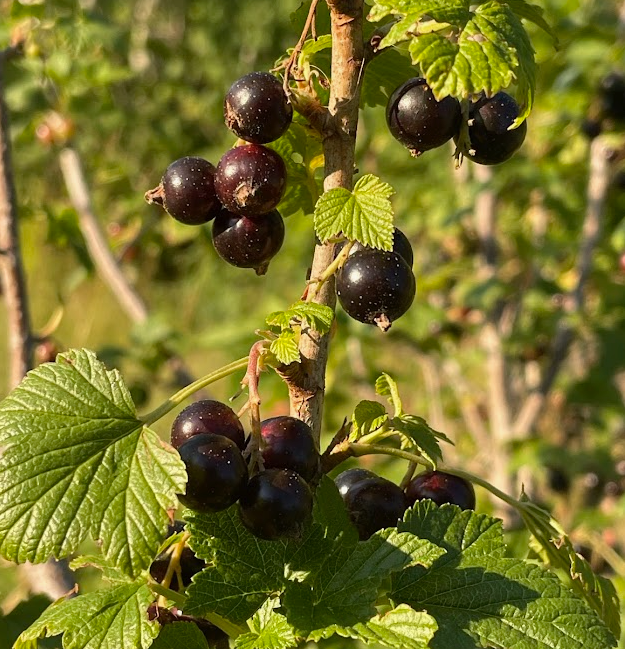 Grosella Negra (Ribes nigrum) - Perenne - Berry Bush - Zona 3 - Más de 200 semillas